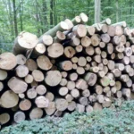 stammholz-2372187_540x.jpg