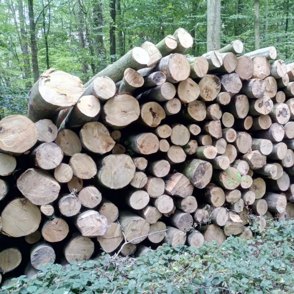 stammholz-buche-5065120_1024x1024@2x.webp